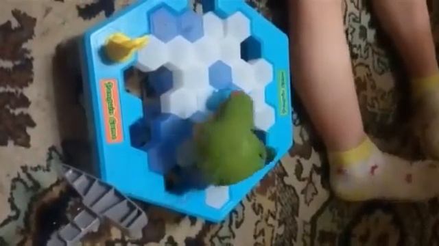 Как разговаривает и играет неразлучник выкормыш смотреть онлайн