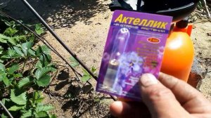 Как бороться с тлёй на смородине.