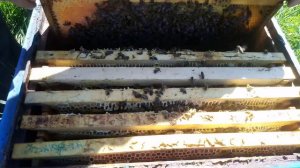 Подготовка пчёл ,к зиме.