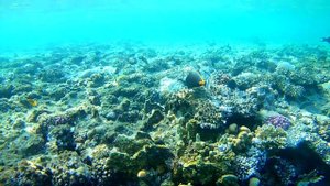 Шарм-Эль-Шейх. Снорклинг в бухте Шаркс Бей в ноябре 2022