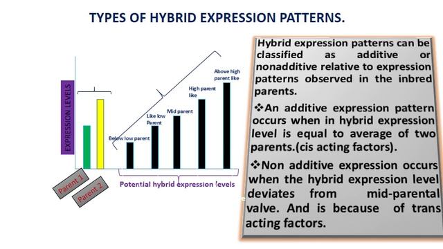 Heterosis смотреть онлайн