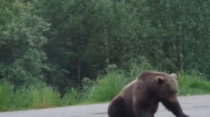 Медведь на дороге,мурманская область
