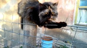 Кот говорит, разговаривает, вообщем Говорящие коты и ещё :)