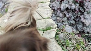 Яркие и сохранившие свою декоративность осенью сорта хост в моем саду