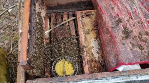 Пчеловодство. Как разогнать пчелосемьи к весеннему медосбору. Быстрый старт для развития расплода.