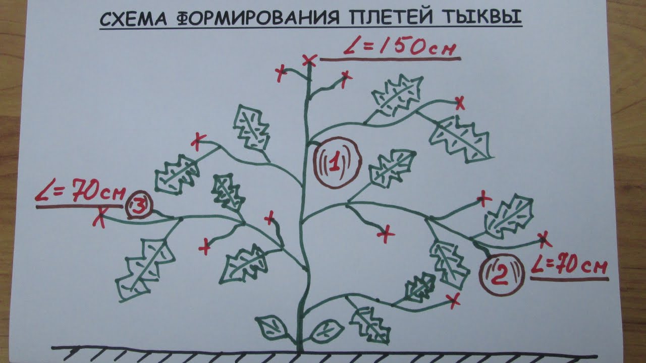 Как формировать тыкву в открытом грунте схема