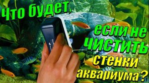 Что будет, если не чистить стенки аквариума? Как чистить стенки аквариума?