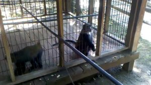 Jamestown Deer Park. Monkey catching fruit loops