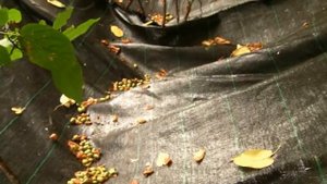 Как собирать ягоды актинидии, Actinidia kolomikta