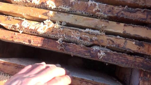 Проверка капканов на куницу. смотреть онлайн