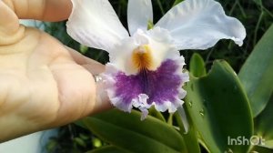 Орхидея Каттлея Варнерия, цветение! #орхидея #цветение_орхидеи #орхидея_каттлея #доминикана