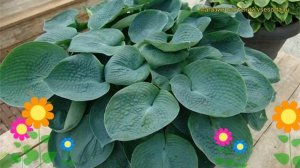 Хоста гибридная Абиква Дринкинг Гуард. Краткий обзор, описание hosta hybrida Abiqua Drinking Gourd
