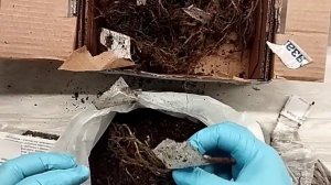 РАСПАКОВКА ПОСЫЛКИ С ФЛОКСАМИ! 24 СОРТА