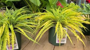Hosta 'Curly Fries' // Award Winning, UNIQUE and Highly Unusual, Fun to Grow Perennial