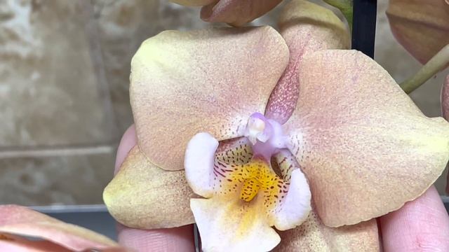 Мои редкие красавицы . Орхидеи бабочки в конце апреля. Цветение ? смотреть онлайн