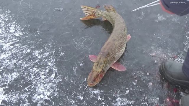 ПЕРВЫЙ ЛЁД 2022-23! ЭТА ЛОШАДЬ ДАЖЕ В ЛУНКУ НЕ ЛЕЗЕТ! НЕ ДУМАЛ, ЧТО ТУТ СТОЛЬКО РЫБЫ! смотреть онлайн