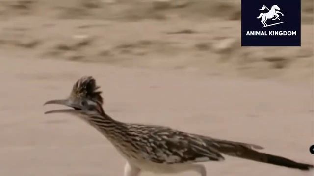 නයි මොගටි මාරාන්තික සටන් смотреть онлайн