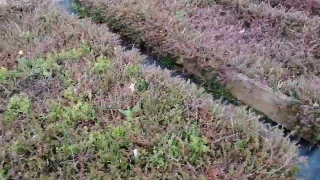 Поджог клюквы весной смотреть онлайн