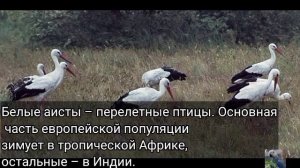 Белый аист (англ. White stork)