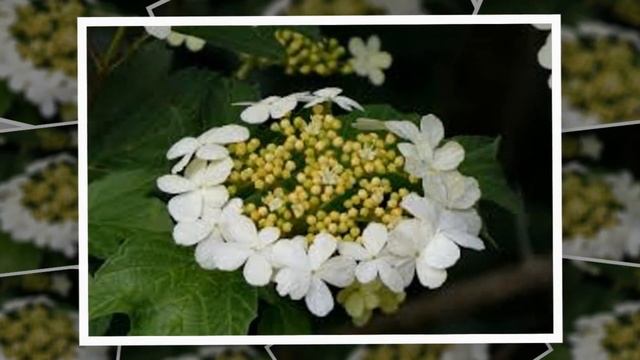 КАЛИНА смотреть онлайн