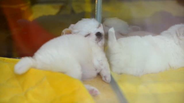 Сеул VLOG - Улица питомцев, Chungmuro Pet Street - что посмотреть в Сеуле - достопримечательности