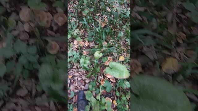 осенние опята #лес #опята #какнайтиморегрибов, #сбор #заготовки #чудесноеместоскачатьбесплатнокак смотреть онлайн