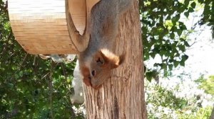 Фитнес обед городской белки / Fitness lunch of the city squirrel