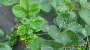 Осенняя обработка клубники от клеща.