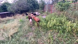 Гисарские овцы. Появился лишай