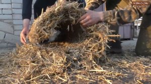 Как сделать искусственные гнезда для дикой утки