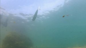 подводная охота 2014 черное море весна