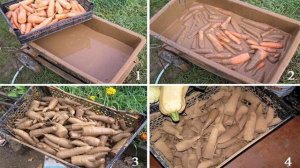 Как хранить морковь