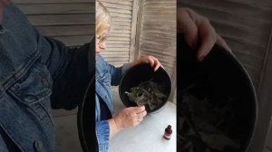 Как заглицеринить листья. Стабы своими руками.