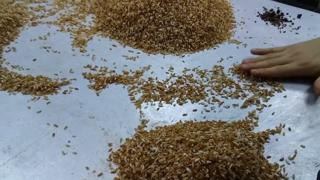 Красный рис из Киргизии смотреть онлайн