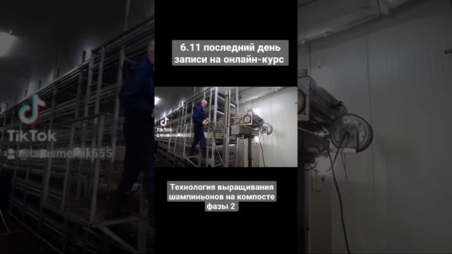 Курс:"Технология выращивания шампиньонов на компосте фазы 2" Детали : https://wa.me/c/77779838160