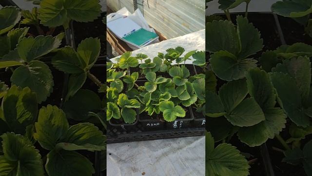 Рассада клубники на весну 2024 года. тел. 89038367533 смотреть онлайн