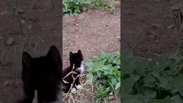 Прыгающий котенок.