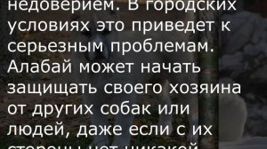 Алабай. Описание породы. Среднеазиатская овчарка. Описание пород собак. собака для охраны