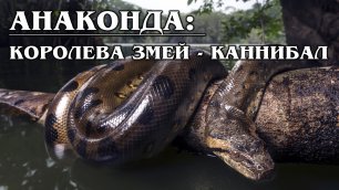 АНАКОНДА: Мифы о самой большой змее в мире | Интересные факты про анаконду и змей
