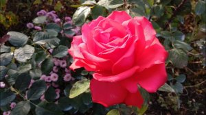 Розы. Моя коллекция чайно-гибридных роз. Обзор к заказам.