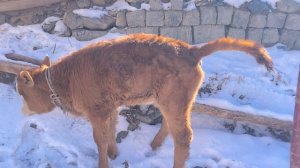 Cattle pooping compilation 牛拉粑粑合集