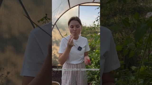 Мега-урожайный?томат-конфетка | Томат Сладкий Фонтан обзор УСАДЬБА-СЕМЕНА