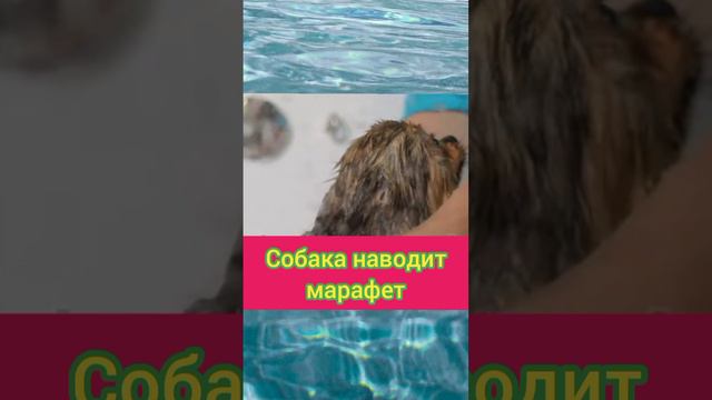 Собака наводит марафет
