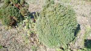 Туя западная "Teddy" | Plante.md