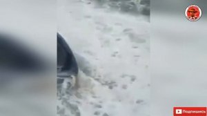 ?НА КАМЧАТКЕ ВЫБРОСИЛСЯ НА БЕРЕГ ГИГАНТСКИЙ КИТ❗ НОЯБРЬ 2020