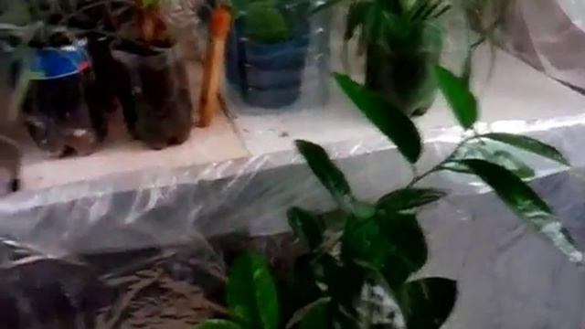 Теплица в квартире смотреть онлайн