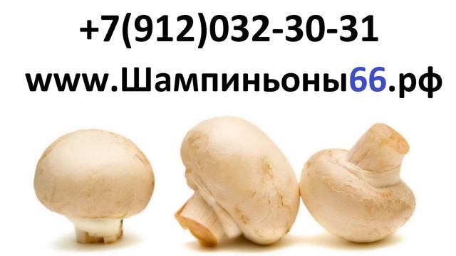 Купить свежие шампиньоны оптом и в розницу в Екатеринбурге и Свердловской области смотреть онлайн