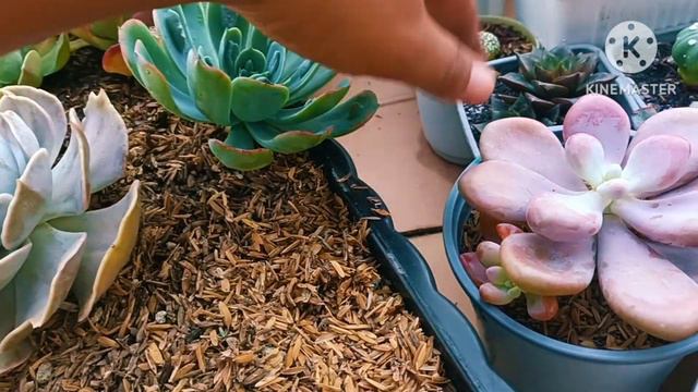 Big Square Pot Arrangement Filled with Echeveria's Succulents!