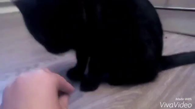 обжора!!!!!!(Смешное Видео) смотреть онлайн