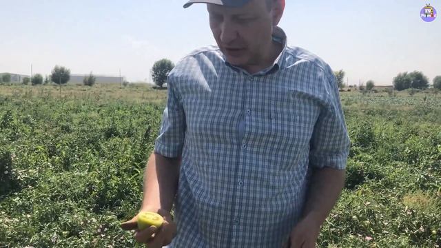 МАКСИ РИО - Толстостенный высокоурожайный сортовой томат (25-07-2018) смотреть онлайн